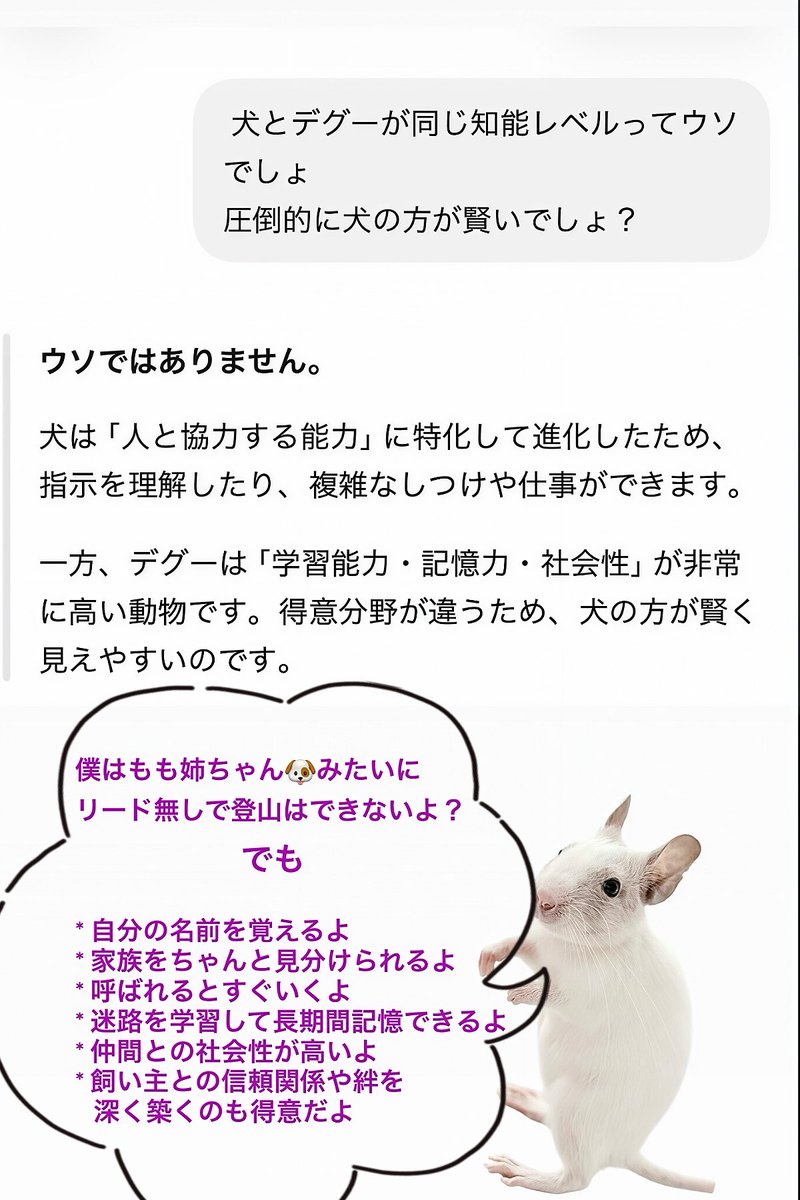 momolemon0907's tweet photo. 🐶動物の知能ランキング🐒
デグーってこんなに賢いんだ🐭
#デグー #degu https://t.co/41Dd48ttWj