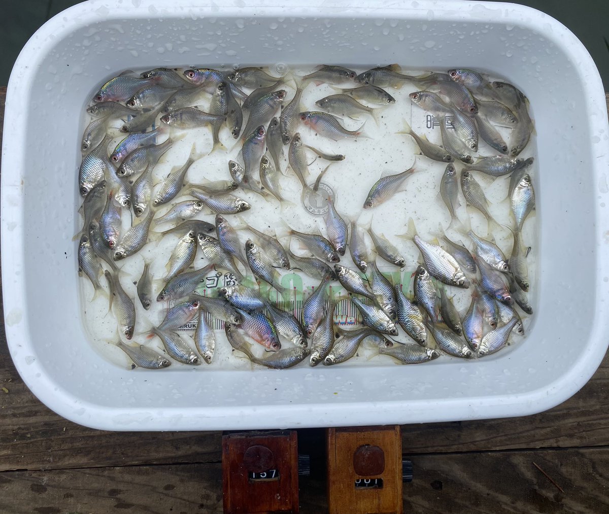 Tanago83's tweet photo. 本日の薔薇🌹鱮🐟釣り🎣

第2ホーム池で午後練 🎣
到着して皆さんにご挨拶してたら⚡️⛈️ 雷雨 😱　土砂降りで皆さん即撤収 🔚　車に乗り込み雨雲レーダーを見たらもう直ぐ雨が上がる⤴️🌂
スペシャルゲストの金子さん1匹を含め楽しめた 😊　帰らないで良かった😊 https://t.co/EWTvEKoYdY