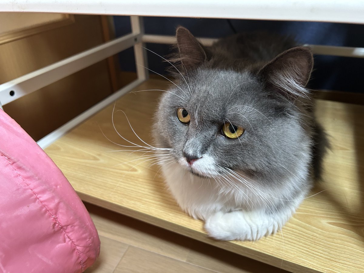 ryokostars's tweet photo. 猫カフェにも行ってきてめっちゃ癒されました🐱かわいい子がいっぱいで幸せ空間でした💞 https://t.co/KrHSzGqnFS