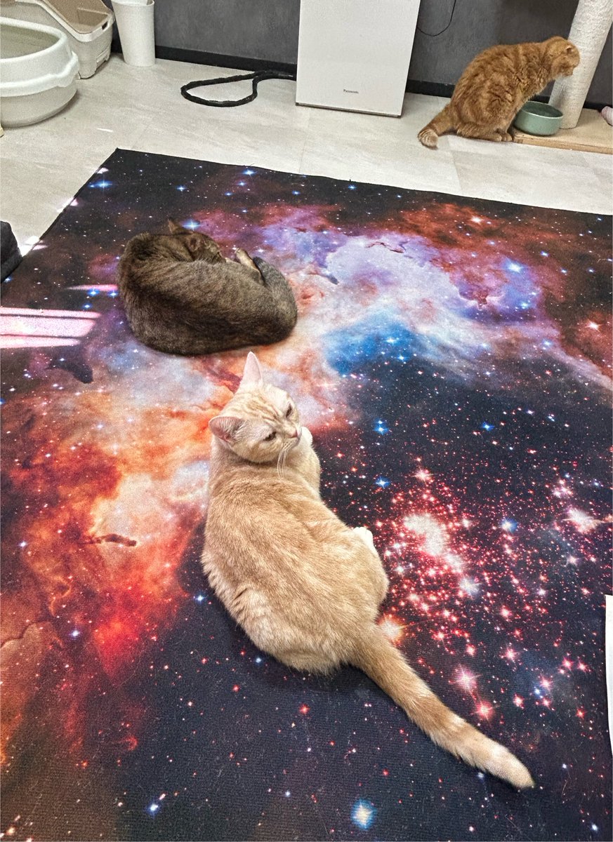 ryokostars's tweet photo. 猫カフェにも行ってきてめっちゃ癒されました🐱かわいい子がいっぱいで幸せ空間でした💞 https://t.co/KrHSzGqnFS