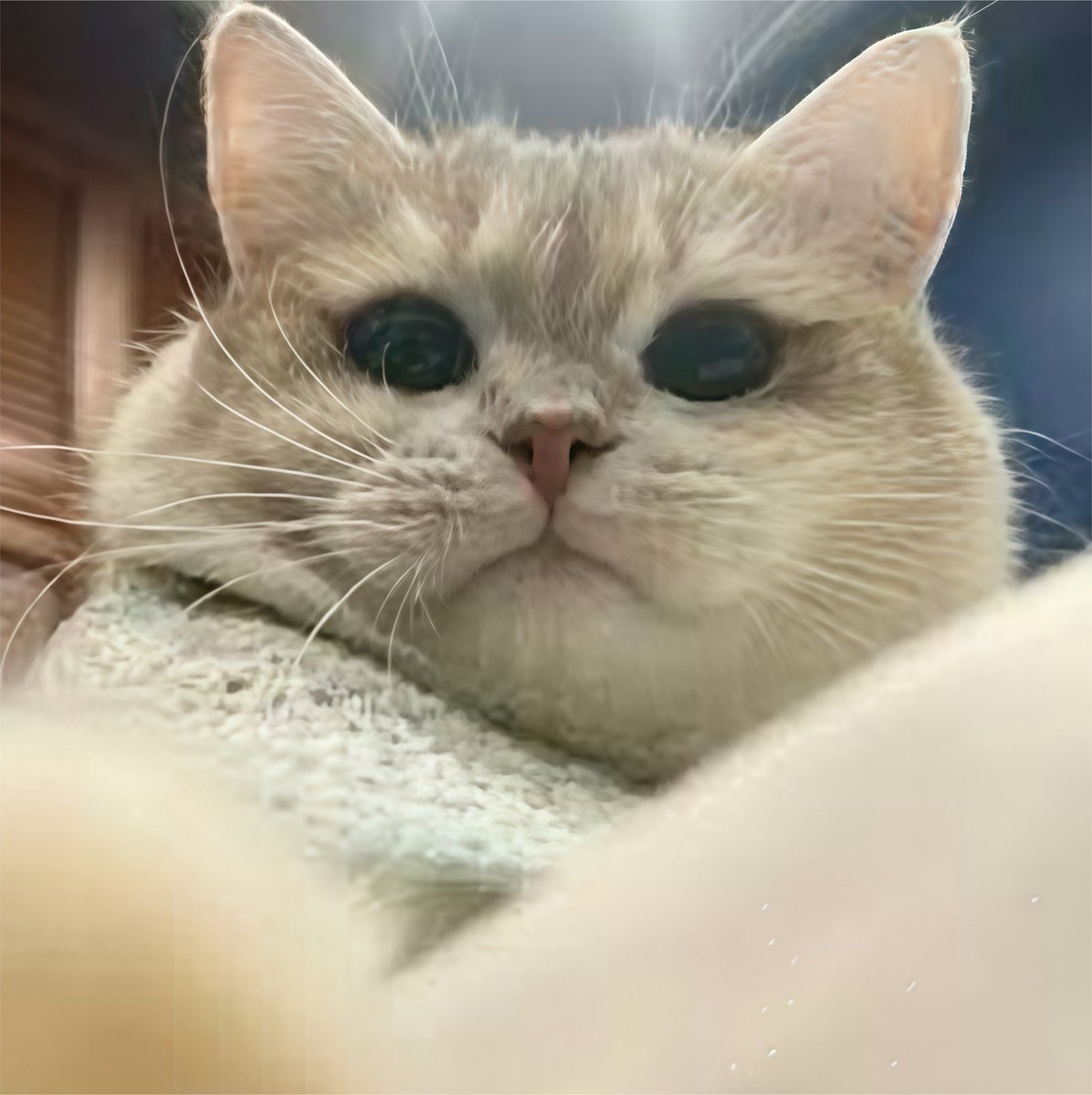 pchymysn's tweet photo. เหมือนกันเป๊ะ555555555555555555555555 https://t.co/o2iJgAZ164