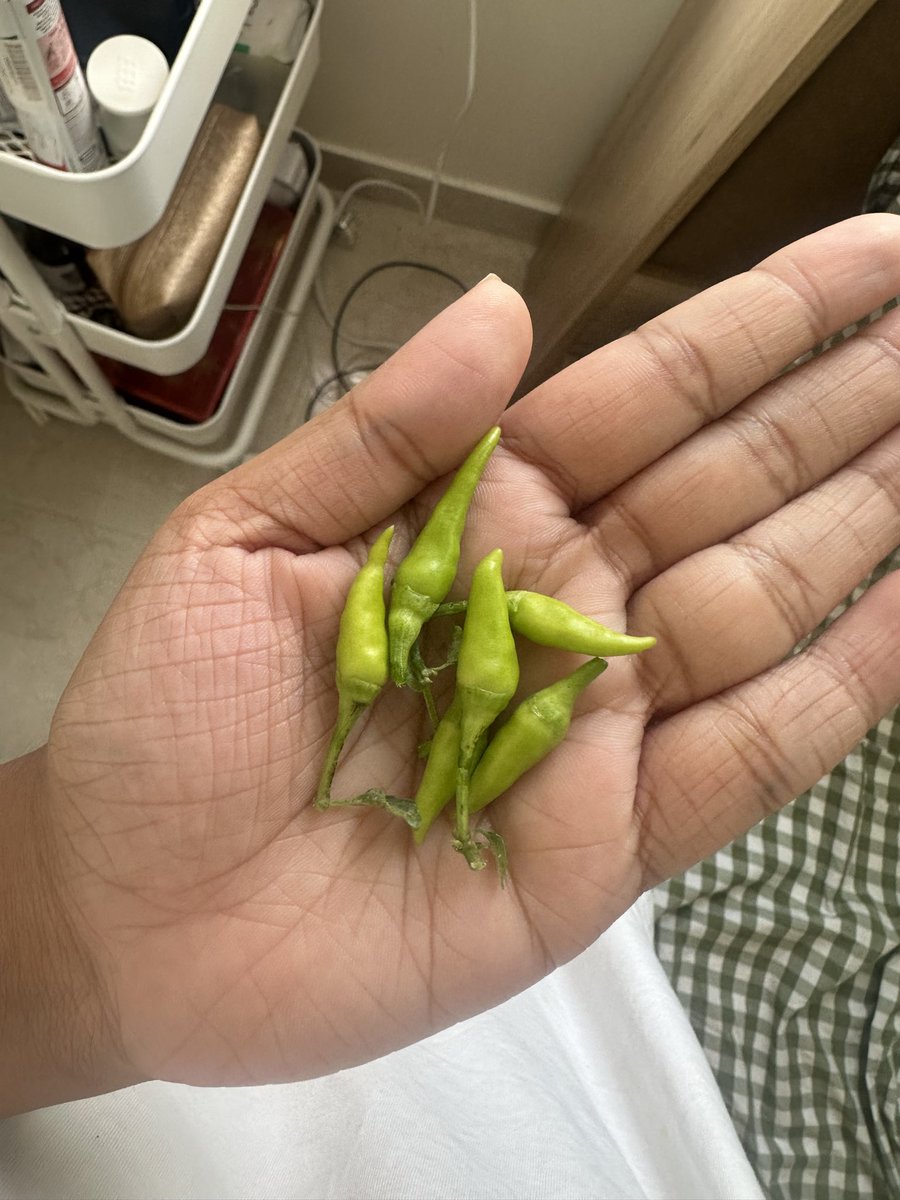 sadnoodleking's tweet photo. Nothing fancy, just fresh
#plantmom #bangalorebalconygarden #indiranagar #mybalconyhasfeelings https://t.co/v6uGvwu1fp