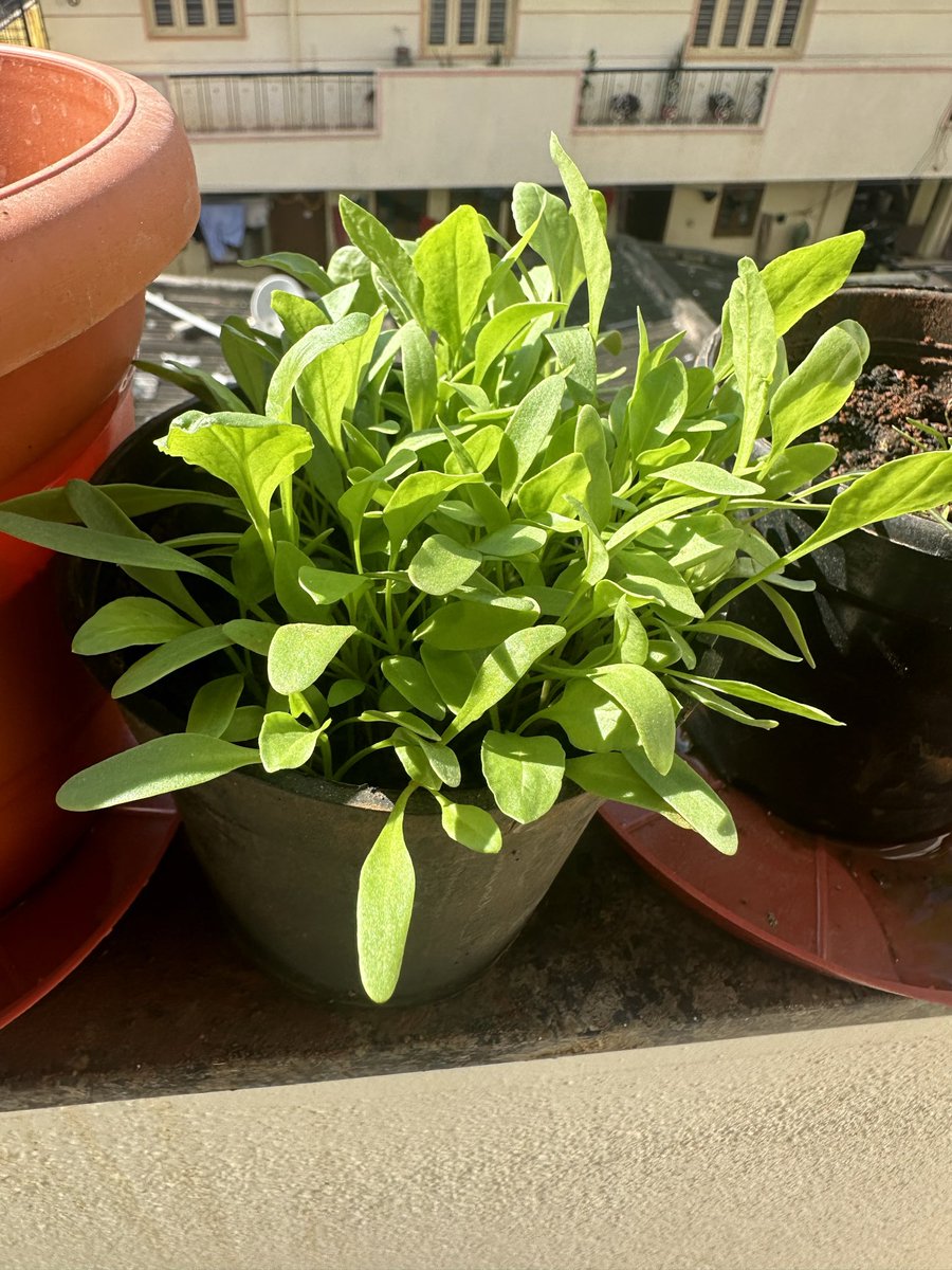 sadnoodleking's tweet photo. Nothing fancy, just fresh
#plantmom #bangalorebalconygarden #indiranagar #mybalconyhasfeelings https://t.co/v6uGvwu1fp