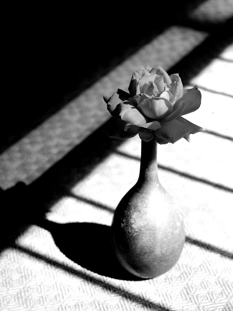 classicalcamera's tweet photo. 4×5　   
Fomapan 400  
FUJIFILM Microfine   
Nikkor　210/5.6 
2026/6 https://t.co/QElptY9uMi