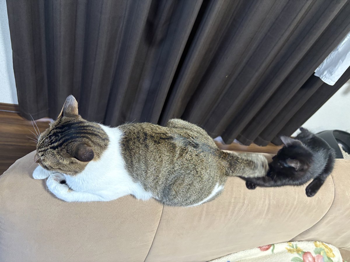 Nekotecchannel's tweet photo. ヒマの尻尾で遊ぶチマキ😺 https://t.co/HdS3pF2NTJ