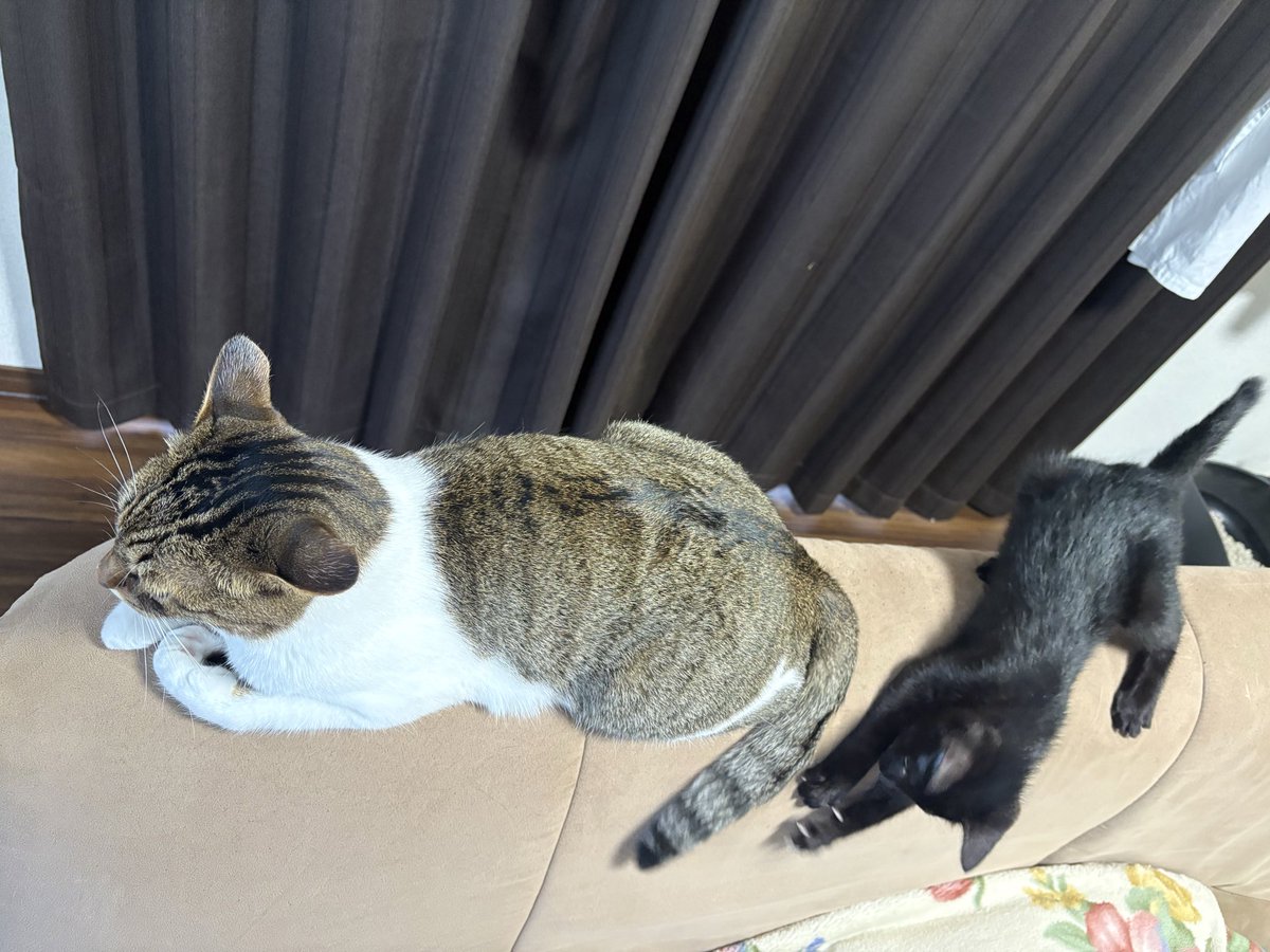 Nekotecchannel's tweet photo. ヒマの尻尾で遊ぶチマキ😺 https://t.co/HdS3pF2NTJ