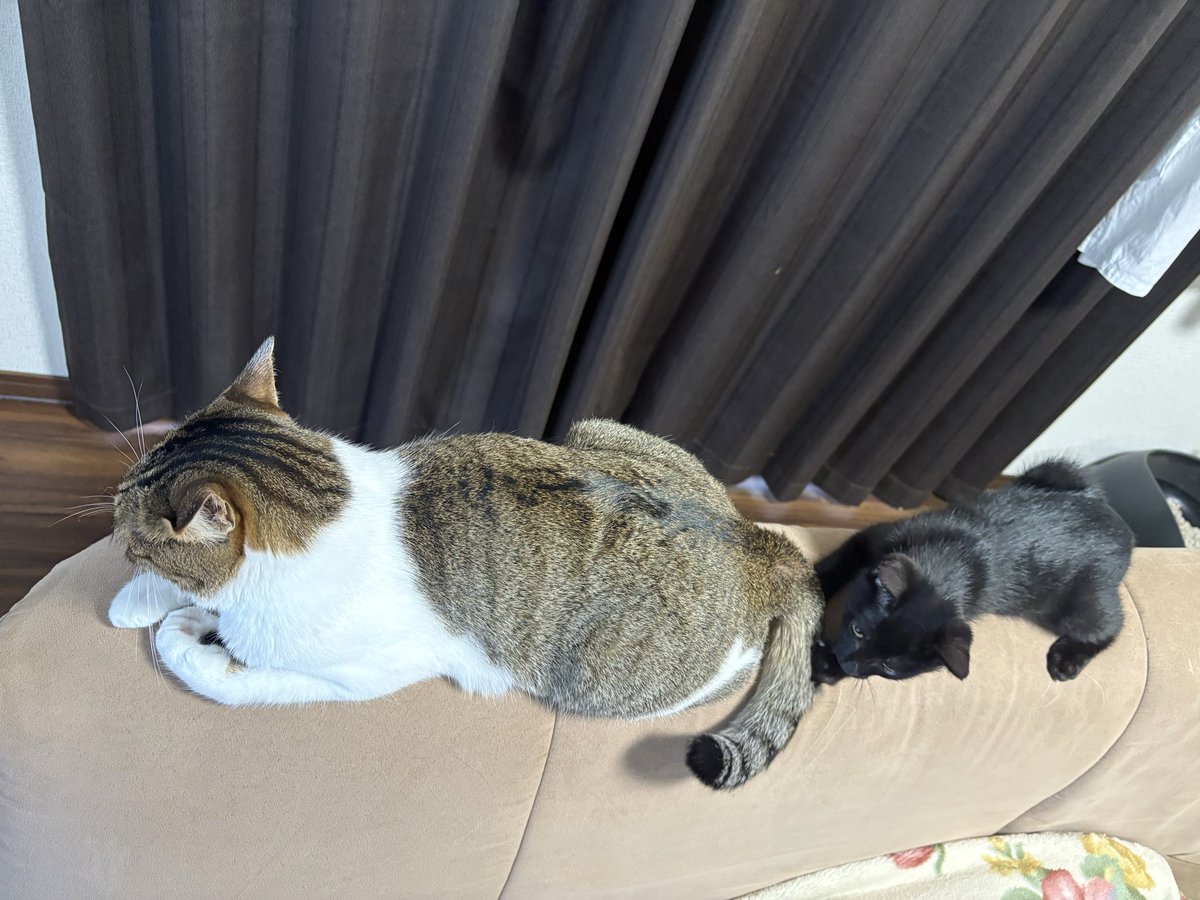 Nekotecchannel's tweet photo. ヒマの尻尾で遊ぶチマキ😺 https://t.co/HdS3pF2NTJ