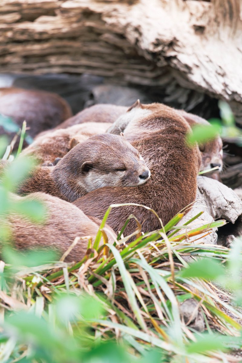 32hajiotter's tweet photo. #コツメカワウソ
#神戸どうぶつ王国
2026.5 https://t.co/yXUYwLsC9V