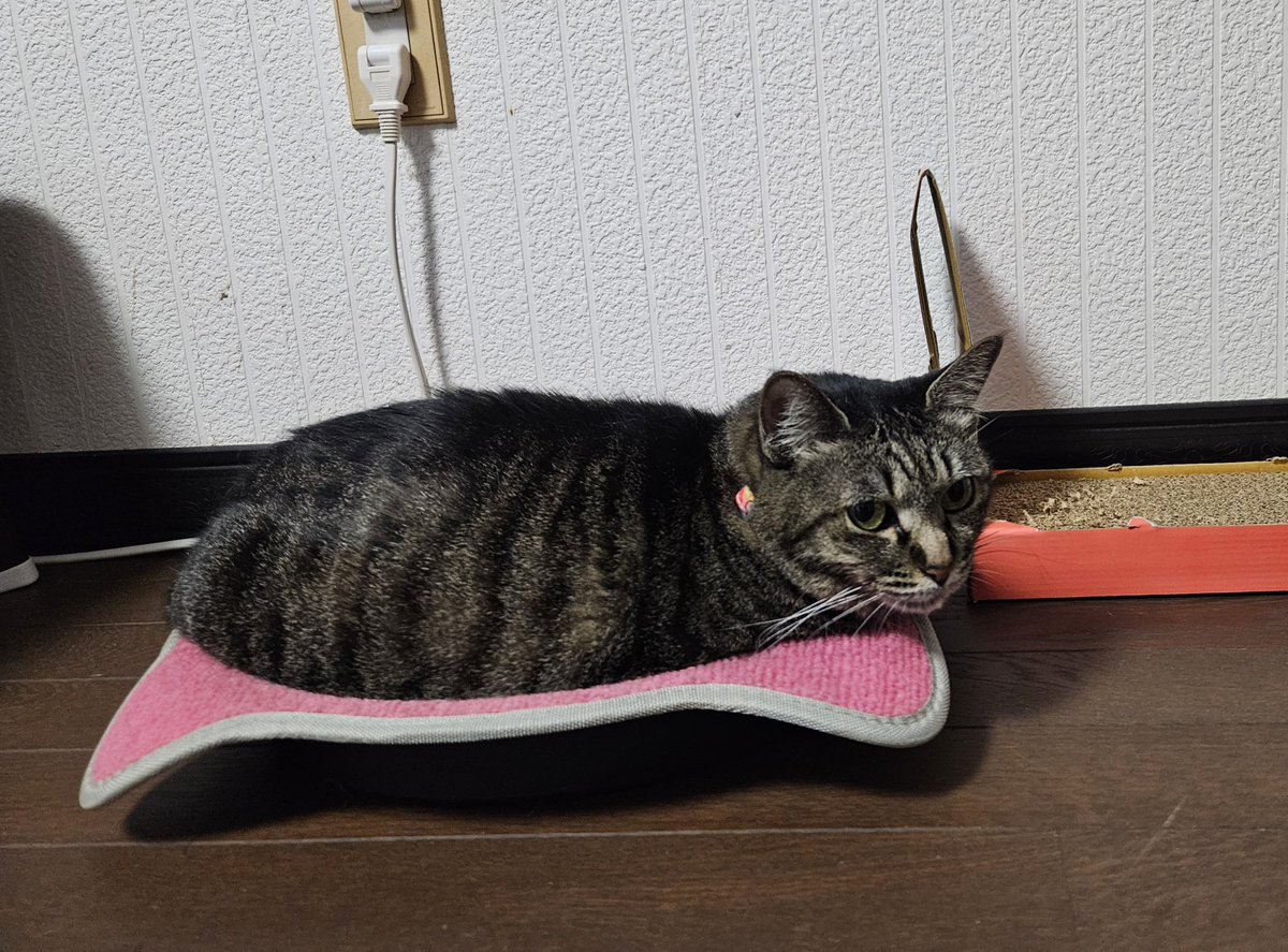 mado397's tweet photo. 慣れてきた🐈💨 https://t.co/xuBIbX3plL