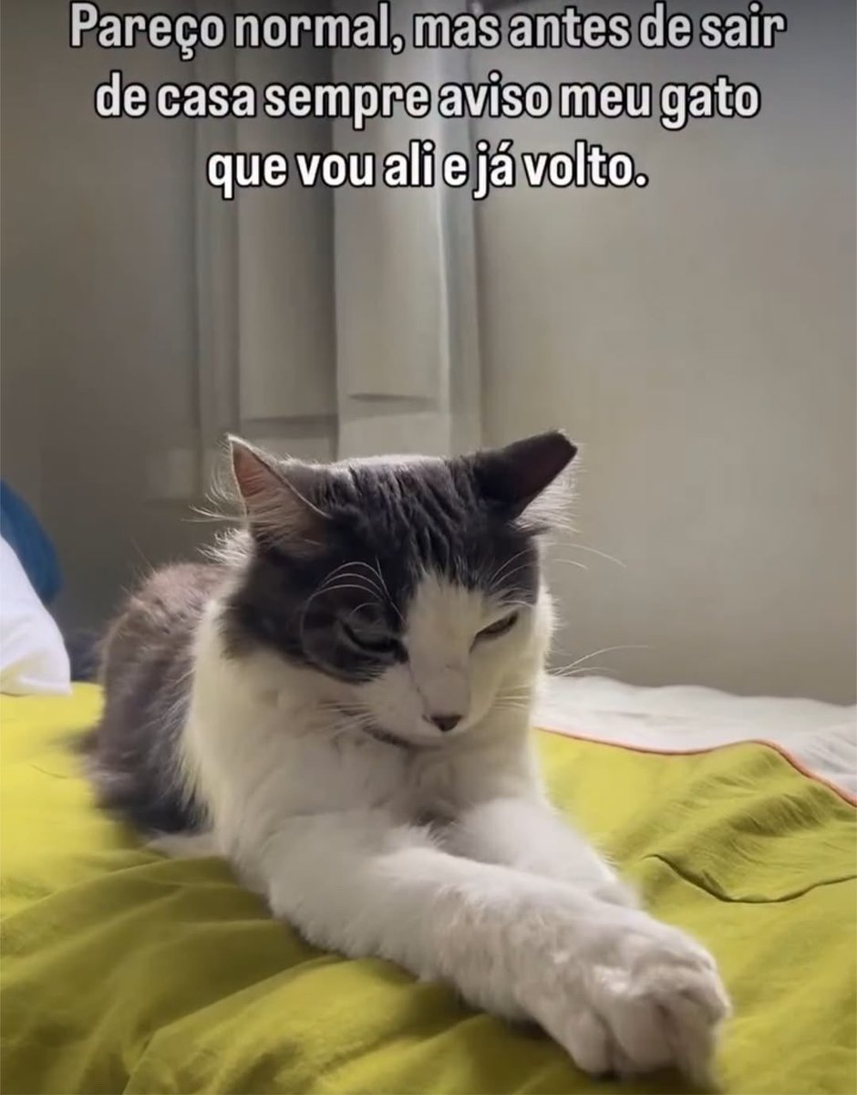 gatinarios's tweet photo. https://t.co/iRFAXzEgir