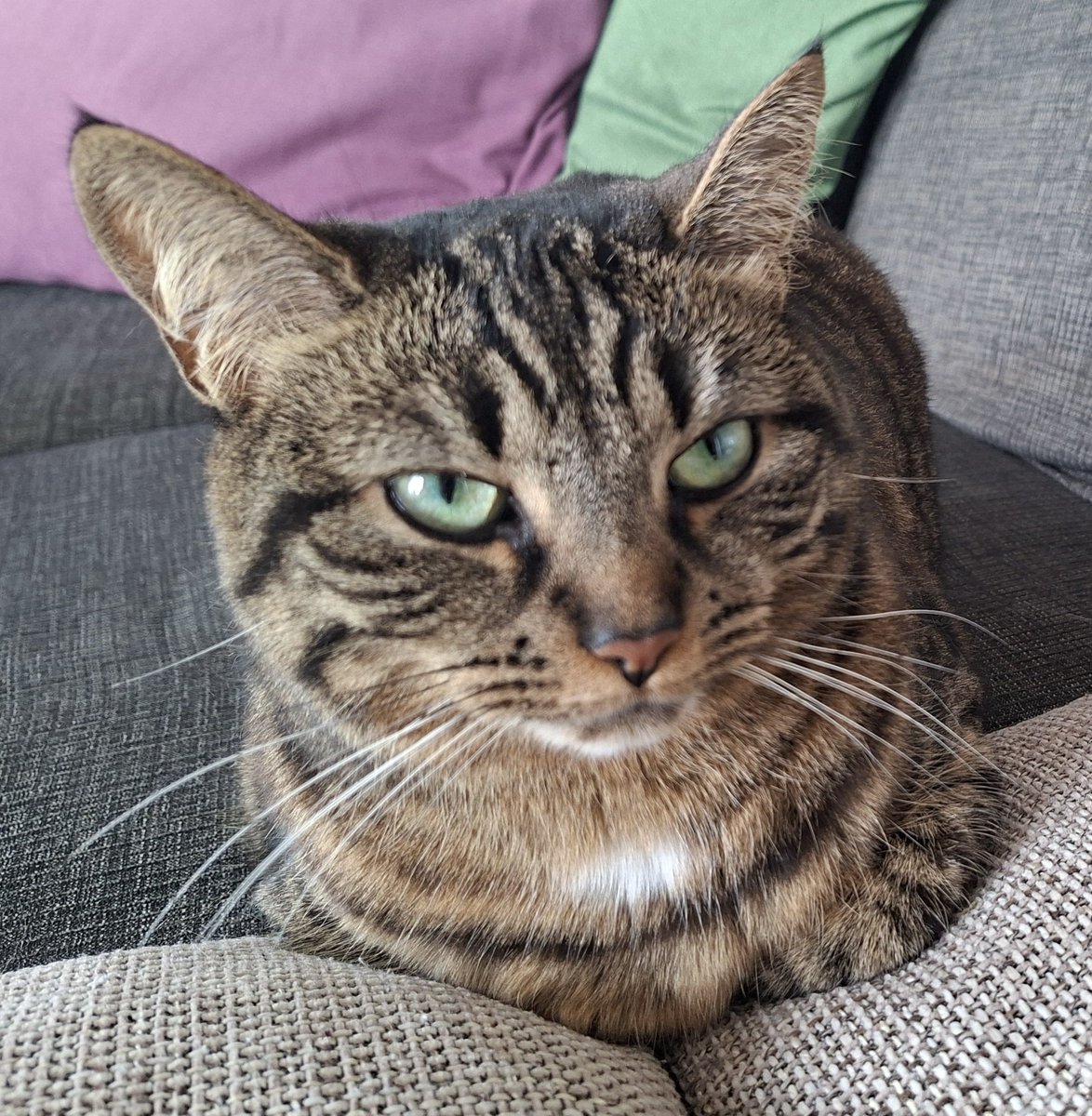 Rzuid70's tweet photo. @Charlot2409 Goedemorgen Charlotte. Geen probleem uiteraard. Ben zelf ook weinig hier. Is aan het lukken, dank je wel. Ga de knuffeltjes met veel plezier overbrengen aan #Reusje 🐈🥰 Mooie dag jij.🤗 https://t.co/Ub7VKWnBOf