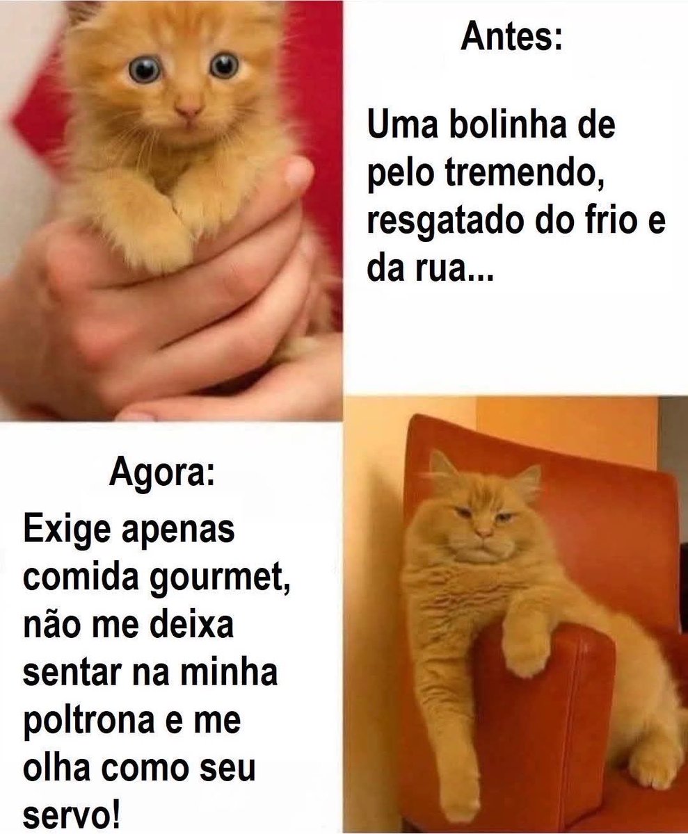 gatinarios's tweet photo. https://t.co/rcrIHhIeS1