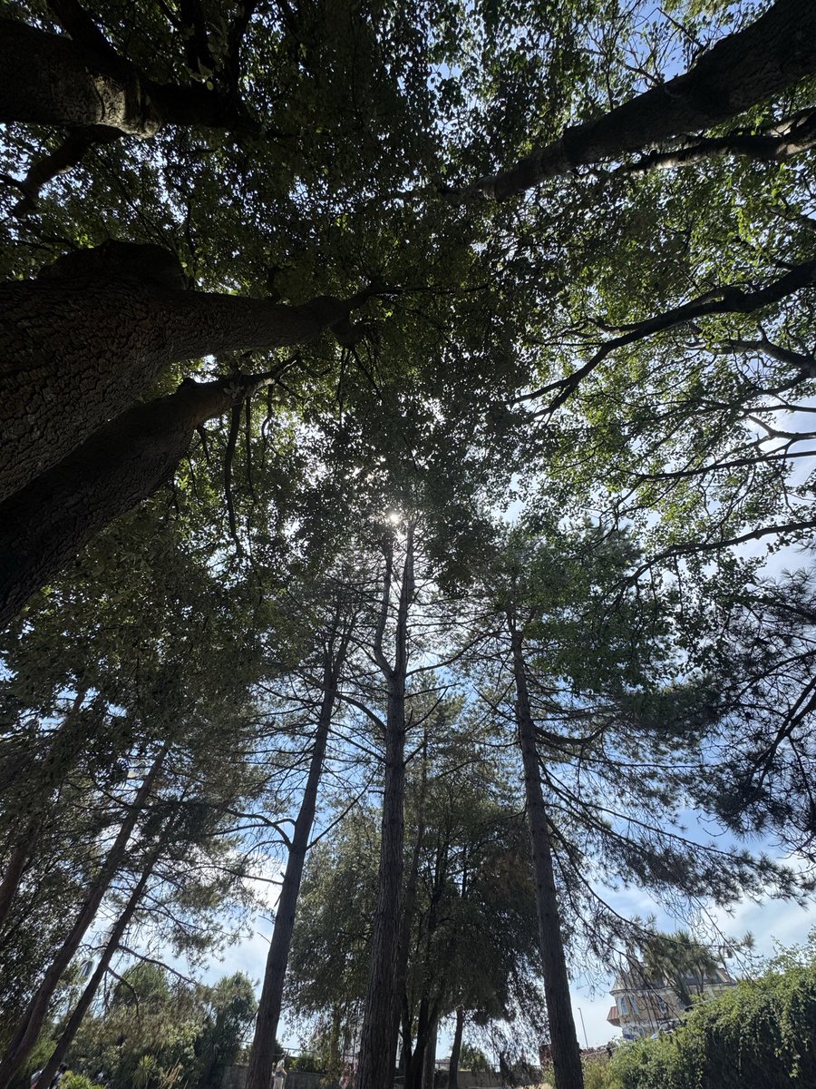 yasmine_oozeear's tweet photo. #HappyTreeDay ЁЯТЪЁЯМ│
May EVERY tree ЁЯМ▓ planted today
Become a shade , clean air and hope for a greener future . https://t.co/ebCxizJbuu