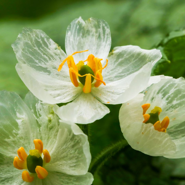 AMAZlNGNATURE's tweet photo. This flower turns transparent when it rains

Known as the Skeleton Flower, its white petals become almost clear when wet before turning white again as they dry https://t.co/56rkk79Lg7
