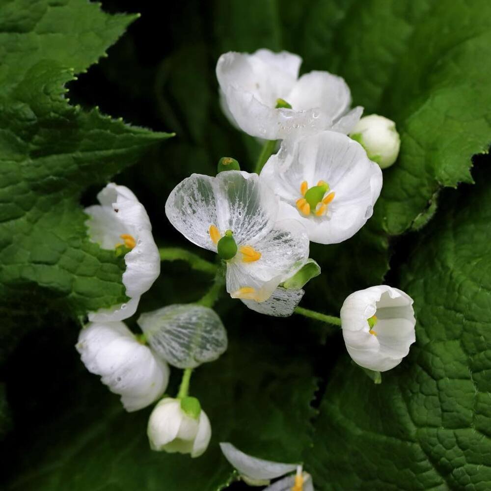 AMAZlNGNATURE's tweet photo. This flower turns transparent when it rains

Known as the Skeleton Flower, its white petals become almost clear when wet before turning white again as they dry https://t.co/56rkk79Lg7