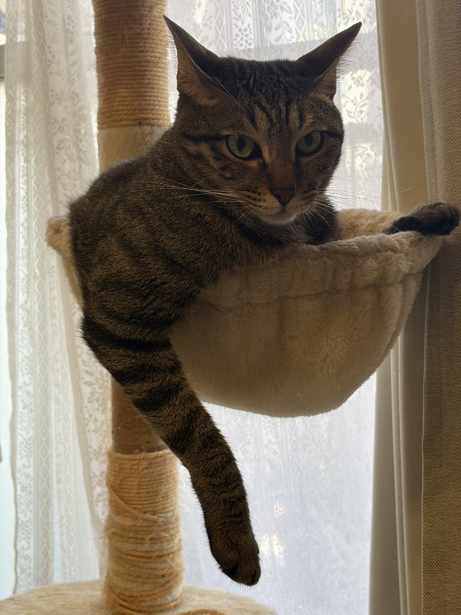 neco_cya's tweet photo. 今日のまるじゃないこはく☺️

#キジトラの琥珀 #猫のいる暮らし https://t.co/z4jhOtYZA4