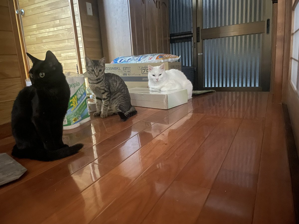 cure378's tweet photo. 以前、玄関先に何回も来ていた野良猫がいたけど「うちもう猫いっぱいなので無理なんですよ」と丁重に断って話しかけたら「ﾅｰﾝ」とだけ返事をされ、それ以来その野良猫が玄関先に来なくなったので(外で見かけることはあった)猫の話し言葉が分かるはガチだと思っている。 https://t.co/vpoIQZ2LMQ
