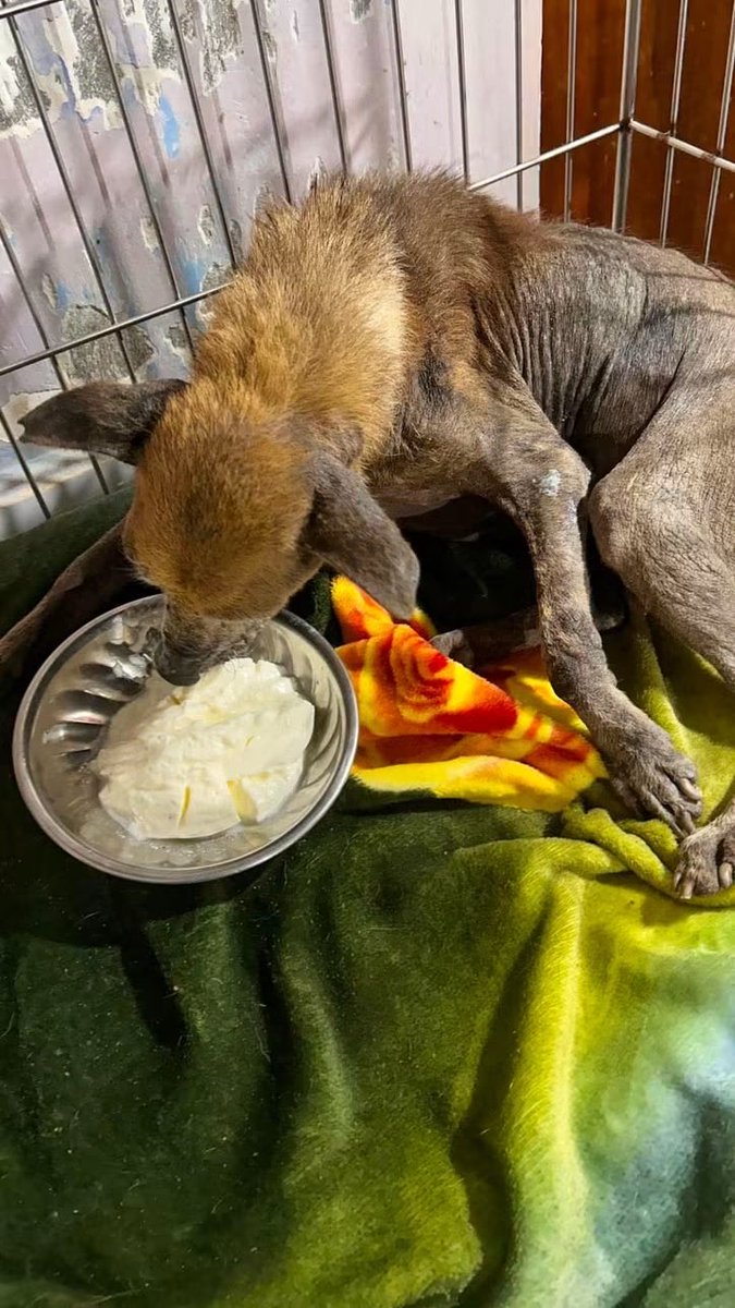 tommy_sos's tweet photo. This doggy was brought in to the sanctuary; he’s an old boy. Sadly, his life has been one experience of suffering. If you would like to sponsor this dog, pls get in touch. No amount is too small.
@AnimalSOSSLanka #RescueOnly #rescuedog #srilanka #ahangama #doggy #dogwatching https://t.co/ghCS7dy99x