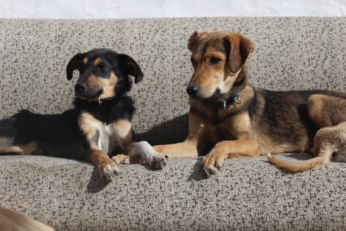 PawsOfMirah's tweet photo. Every dog here has a name.
Because names mean they matter.

Pari.
Shera.
Rani.
Langda.
Sherry.

Once invisible.
Now family.
One rescue at a time.

🐾❤️

#RescueDogs #PawsOfMirah #DogsOfX https://t.co/04KaH7ITTf