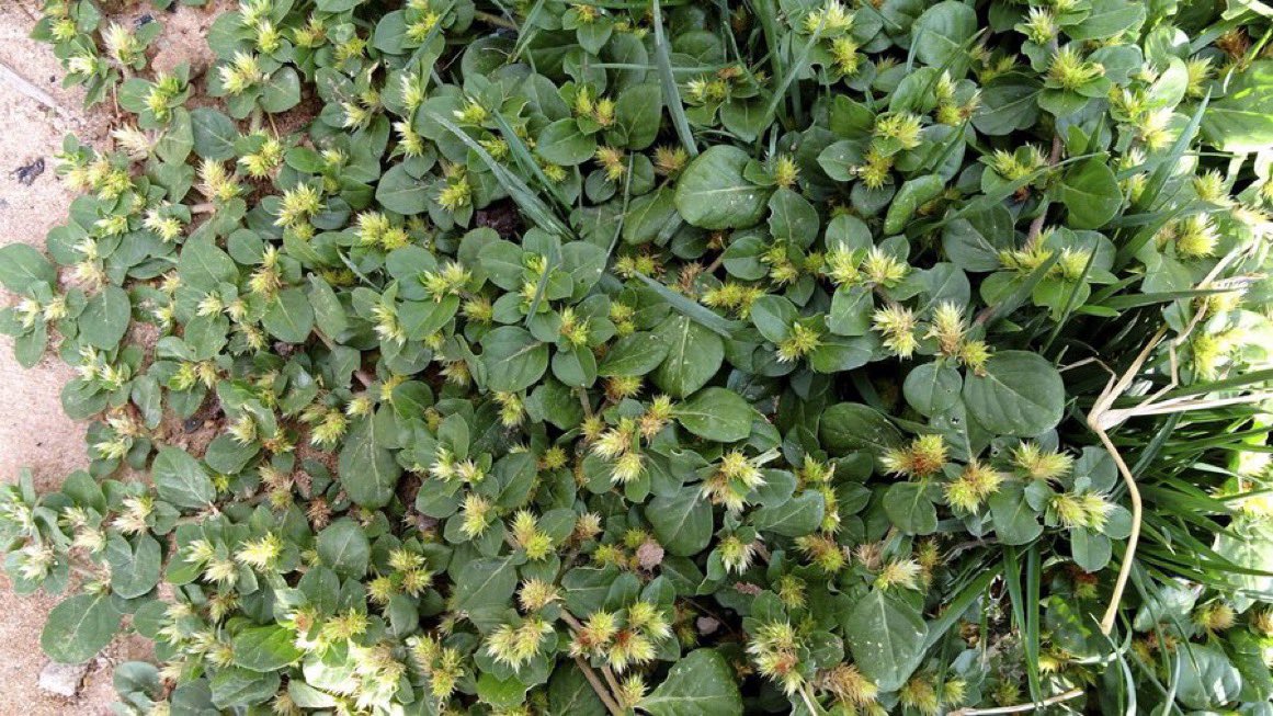 HerbalistChief's tweet photo. The khaki plant is one of the most effective plants for treating piles. https://t.co/z3BEI1ubyz