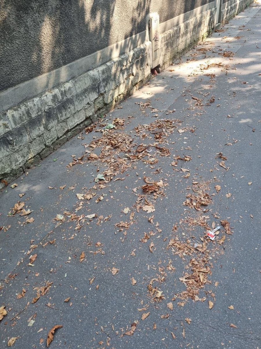 TanguiLeDantec's tweet photo. 🌳🍂💀 Alors que la quatrième canicule consécutive s’apprête à s’abattre sur Paris, les arbres souffrent de la sécheresse. Certains perdent une partie de leurs feuilles… voire toutes d’un coup, comme en plein automne.

Si le nettoyage des rues dissimule à peine le premier cas, le second est autrement plus spectaculaire.

Beaucoup d’arbres parisiens vont périr… notamment parce que nos élus écolos d’EELV ont, les années précédentes, poussé aux économies d’eau sous prétexte d’écologie. Alors que la seule façon de les sauver consistait justement à les arroser.💦
Je n'ai pas de mot pour qualifier ce niveau de stupidité idéologique, quand on détruit son propre environnement sous prétexte de le préserver.
