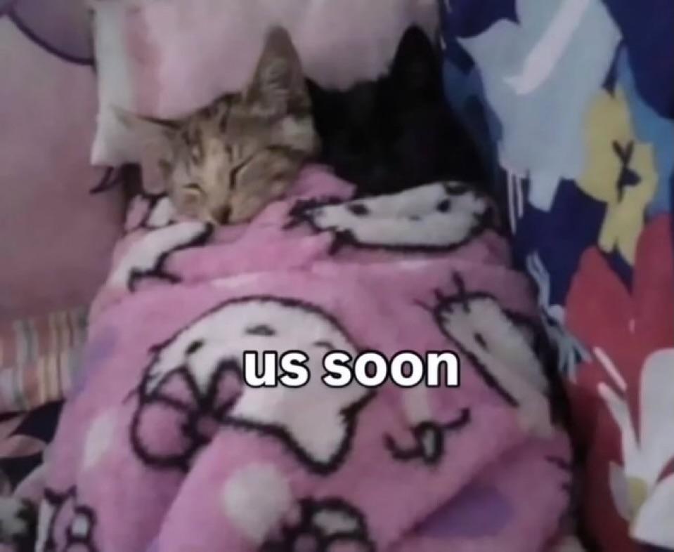 aura with cats tweet media