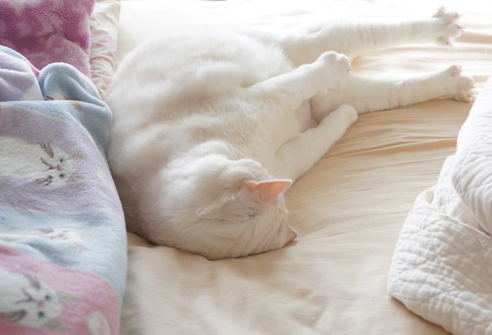 MiGiiiiii's tweet photo. こんなかわいいのに毎朝生きたセミを部屋に持ってくる。毎年のことながらびびる https://t.co/eiGvj6w2Jz