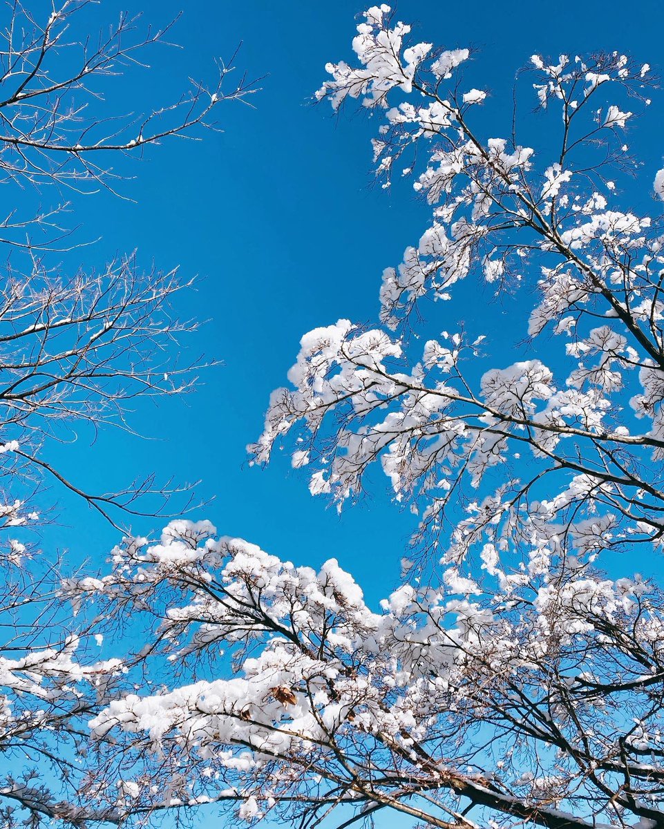 sangatu_panda's tweet photo. #暑すぎるので雪の画像で涼もう見た人もやる 
もっと撮ったはずなのにちみの雪画像1枚しか見つけられなかった❄️ https://t.co/NPvkvJ3Sp5