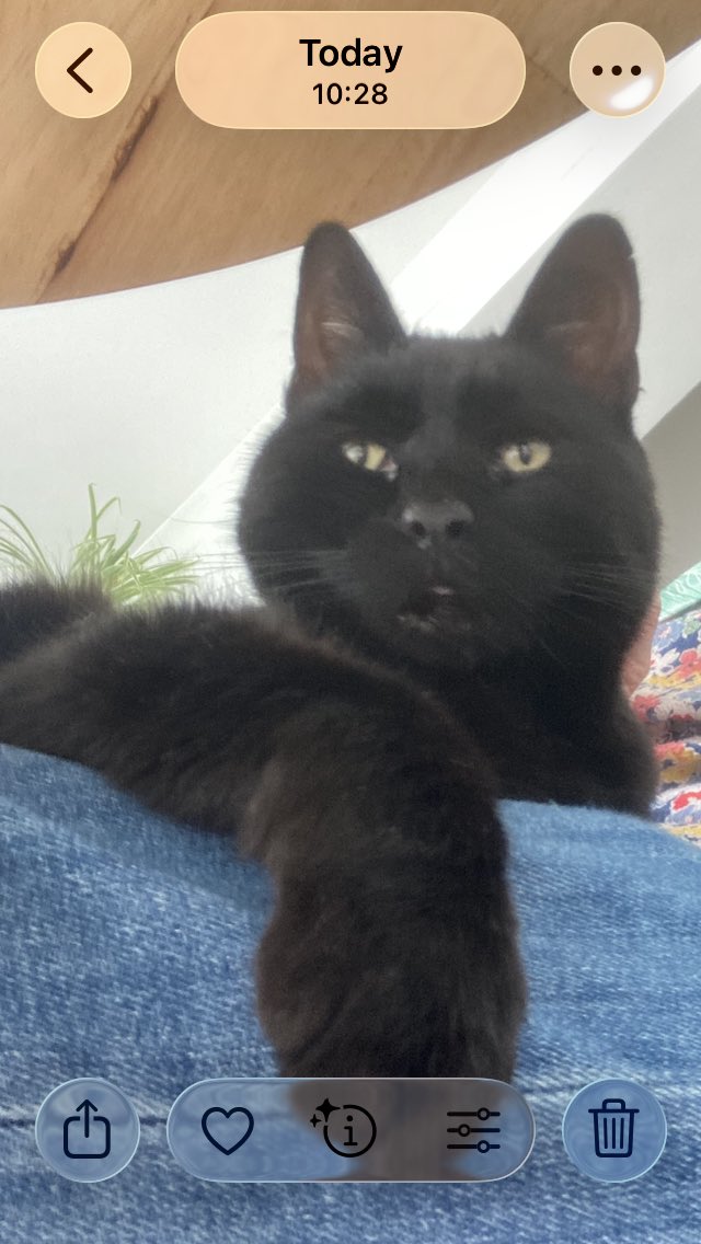 kpsmall1's tweet photo. I’m cat sitting for a friend who is on holiday and I’ve had him on my lap for an hour now, he’s the sitter now 😻🐈‍⬛ https://t.co/u53uMUPMAo