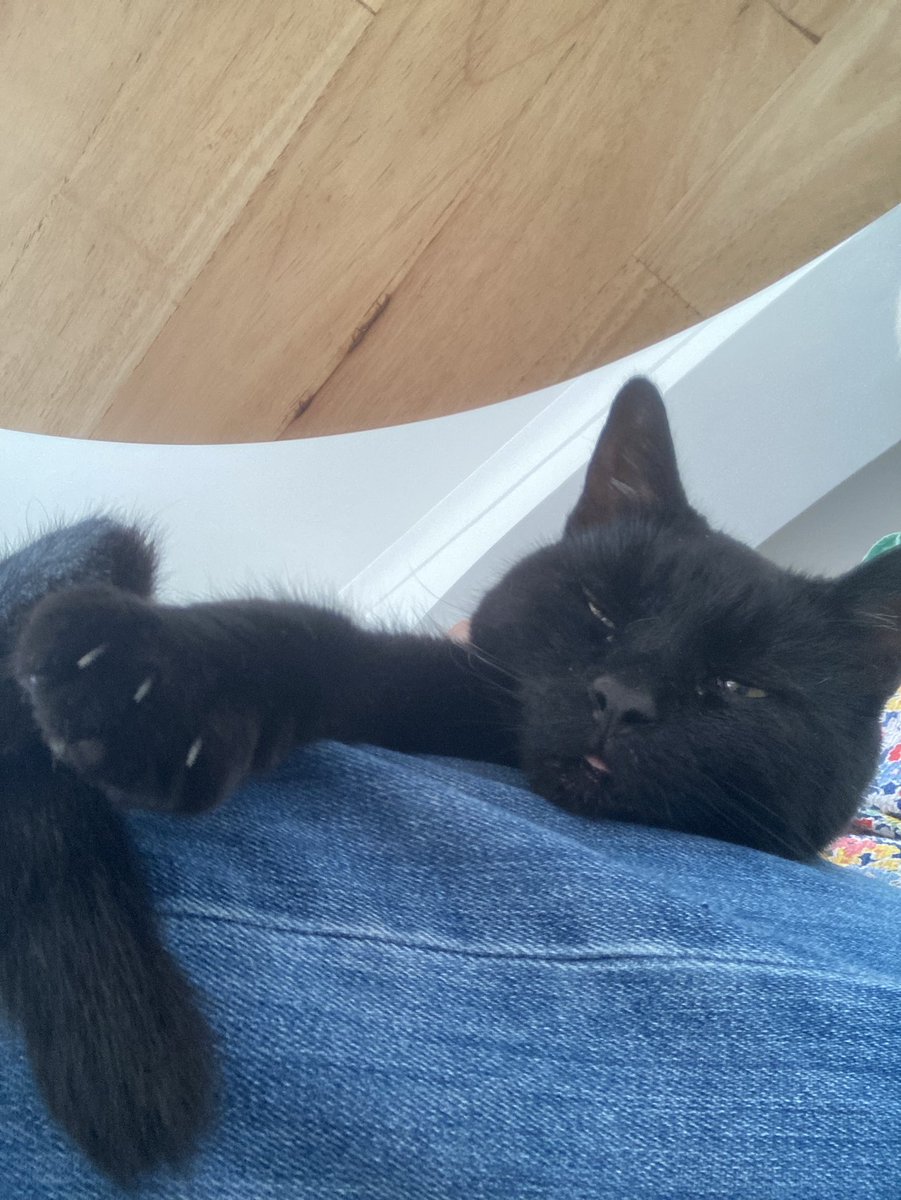 kpsmall1's tweet photo. I’m cat sitting for a friend who is on holiday and I’ve had him on my lap for an hour now, he’s the sitter now 😻🐈‍⬛ https://t.co/u53uMUPMAo