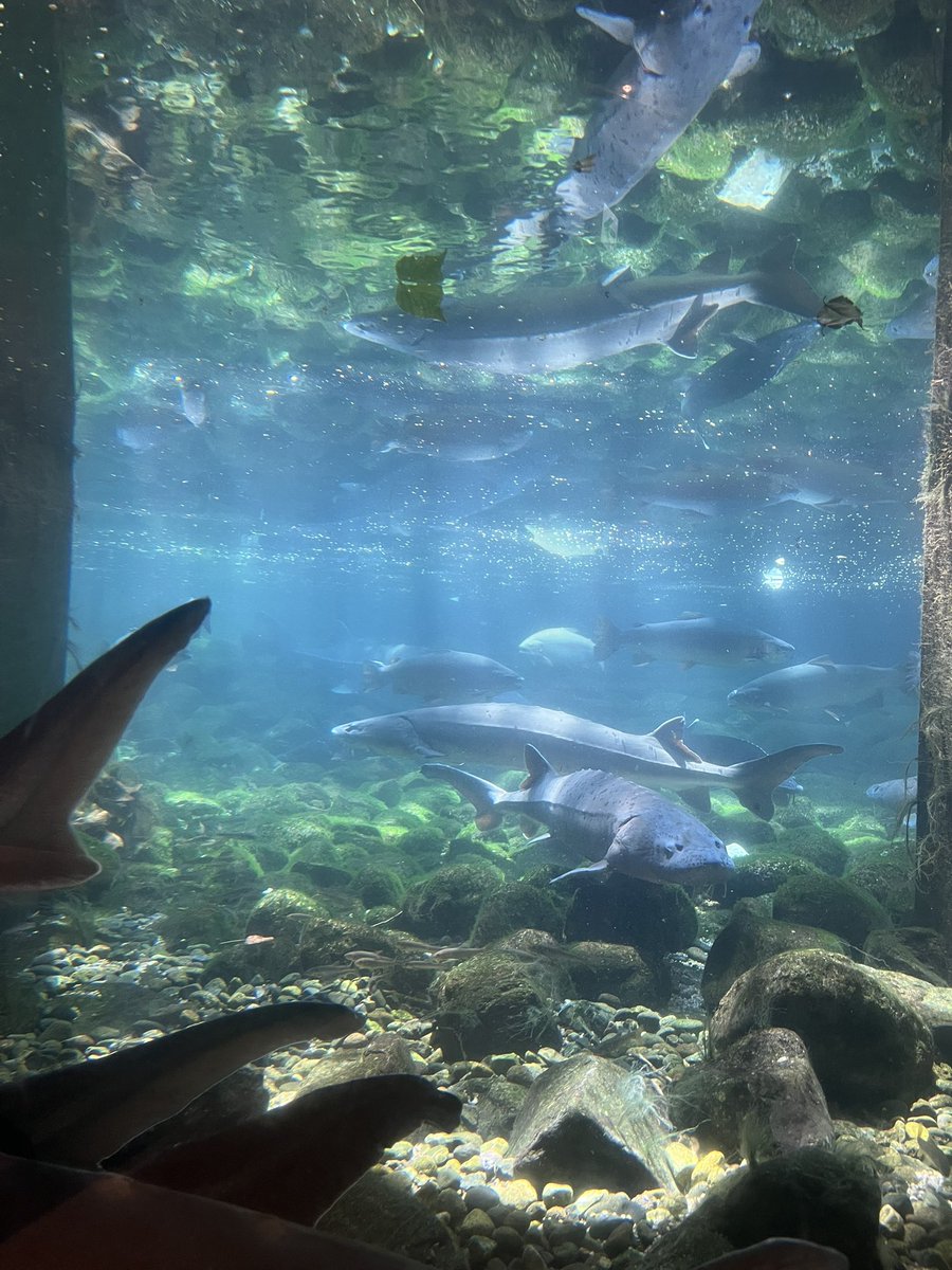 hidewowowow's tweet photo. 富士湧水の里水族館
いろんな川魚が見れてよかったです https://t.co/jOrzQmOT3O