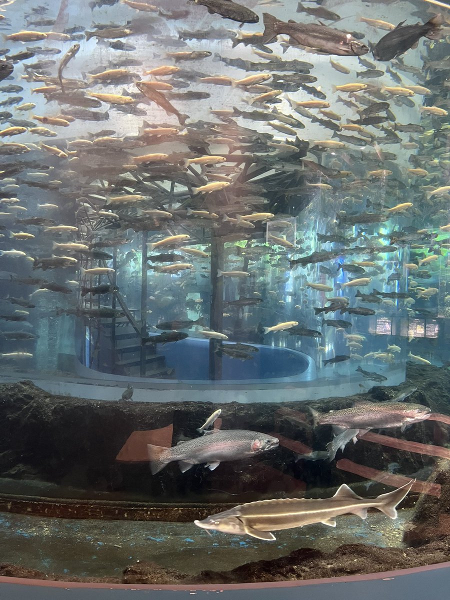 hidewowowow's tweet photo. 富士湧水の里水族館
いろんな川魚が見れてよかったです https://t.co/jOrzQmOT3O