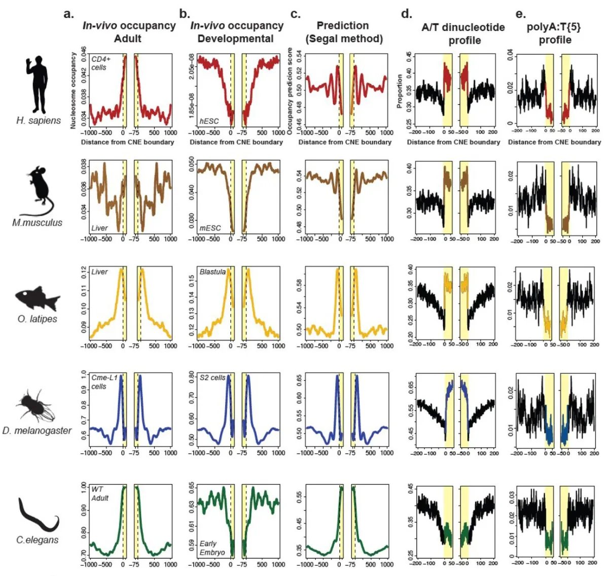 generegulation's tweet photo. Woolfe et al, 2026. Decoding the mystery of ultra-conservation in developmental enhancers: a role for nucleosome positioning, DNA structure and transcription factor binding https://t.co/PrOQfDxkEQ
▶️conserved non-coding elements ... favor nucleosome occupancy at their borders https://t.co/9JuxP6vfqF