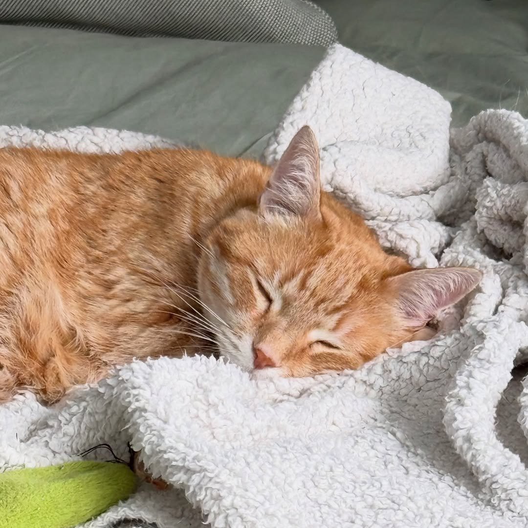 Miaw's tweet photo. Wrapped in white clouds and golden dreams. In a society that glorifies exhaustion, choosing to rest like this is a beautiful form of rebellion https://t.co/njvVZfojhE