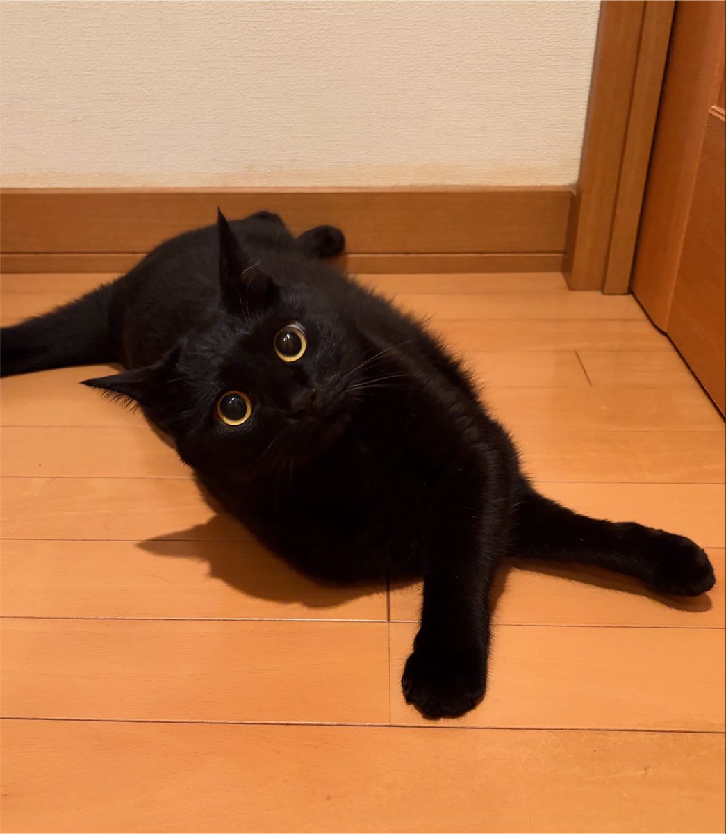 uni_kuroneko's tweet photo. へたり。

#黒猫 https://t.co/sW0SjwLcSk