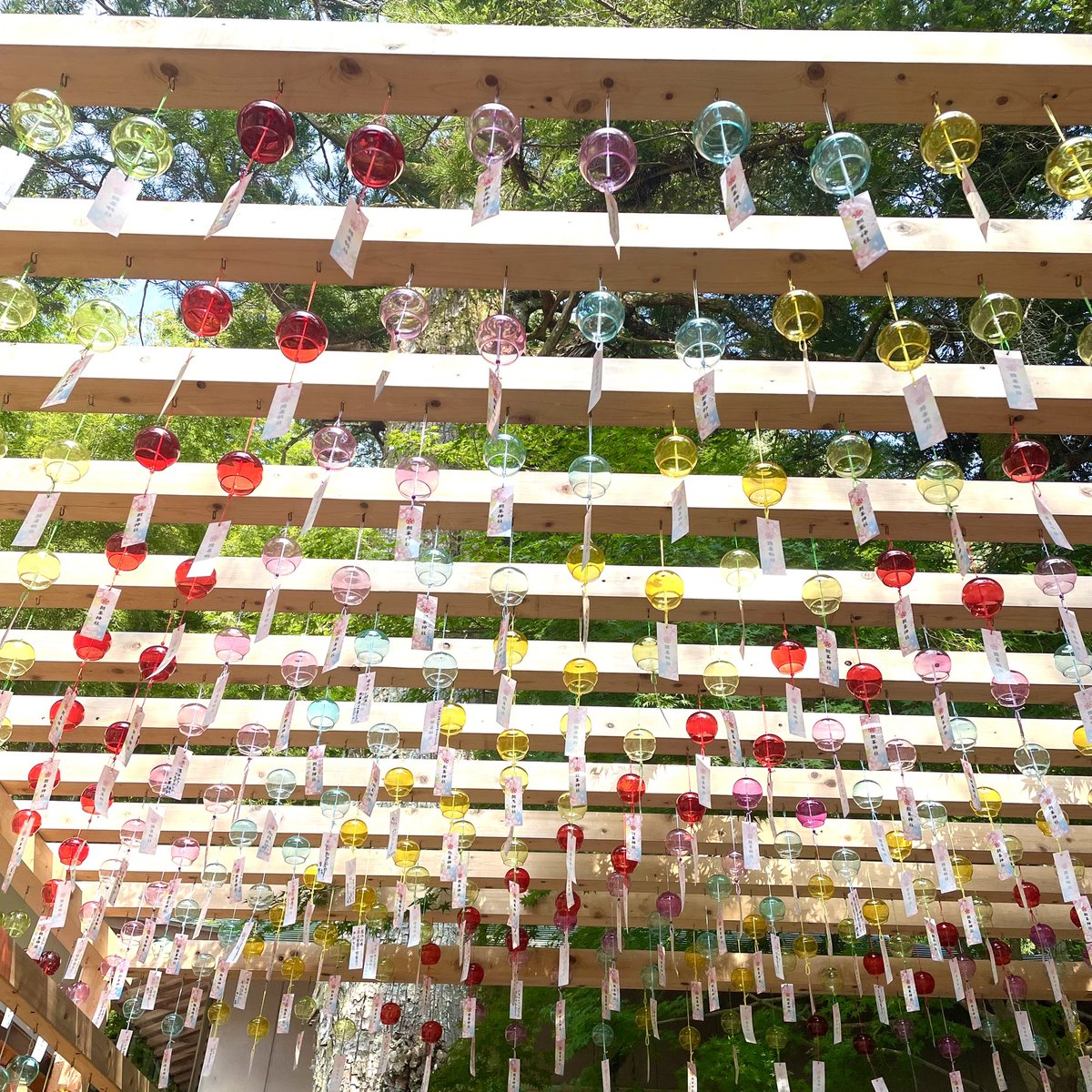 tiny_circus's tweet photo. 今日は遊びに来てた妹の友人を連れて植物園と神社へ。植物園のカフェのパスタ、色鮮やかで綺麗！味は爽やかでおいしかった。神社は連れて行くことがなければ存在も知らなかったなあ。 https://t.co/dJOQLwnEuV