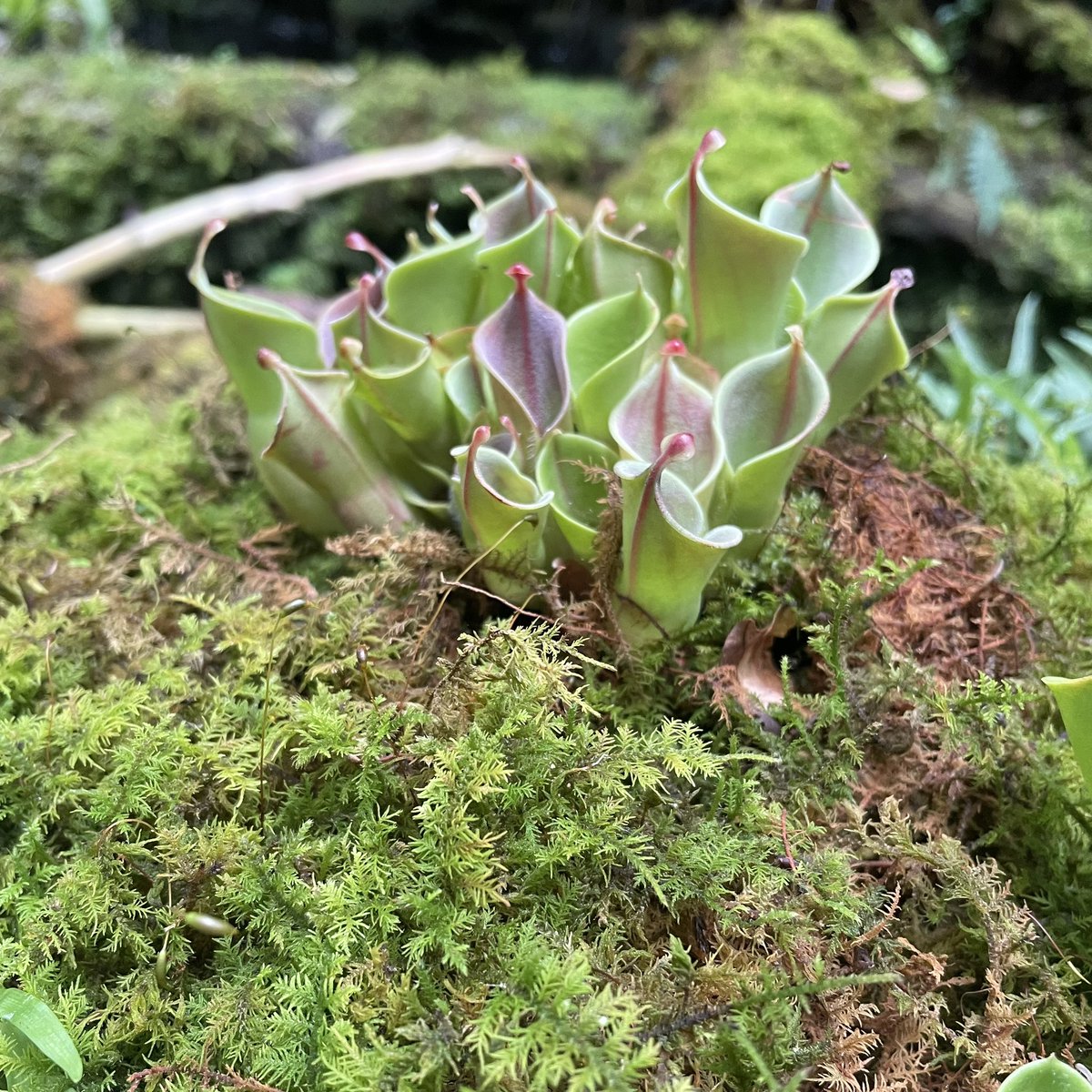 tiny_circus's tweet photo. 今日は遊びに来てた妹の友人を連れて植物園と神社へ。植物園のカフェのパスタ、色鮮やかで綺麗！味は爽やかでおいしかった。神社は連れて行くことがなければ存在も知らなかったなあ。 https://t.co/dJOQLwnEuV