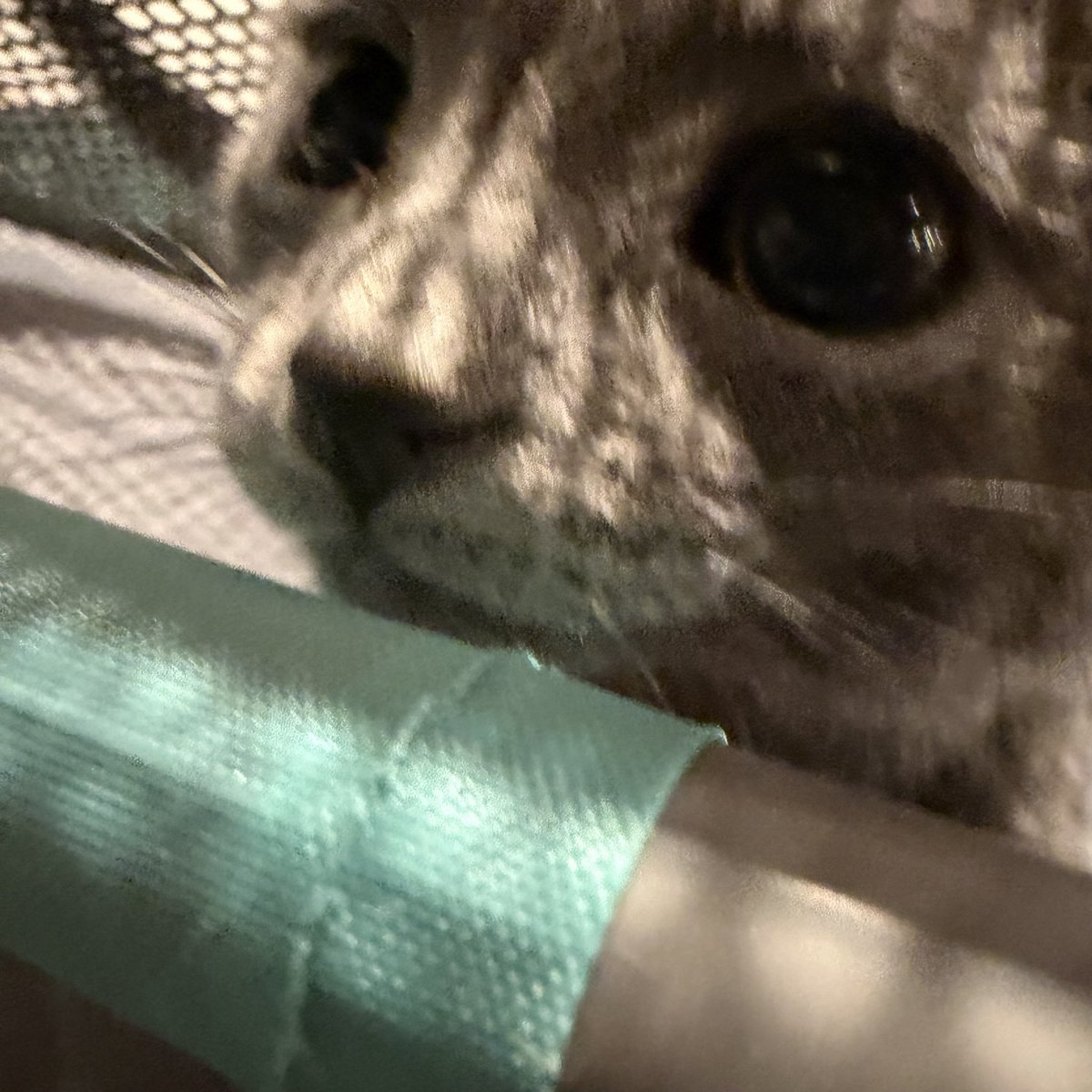 Lucio of shedtwt (=^‥^=) tweet media