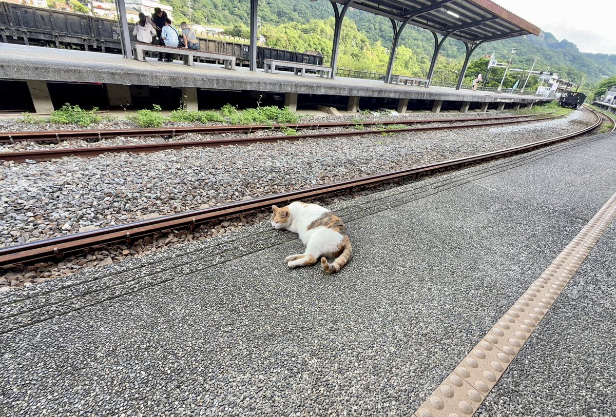 Ai_3148's tweet photo. 十分駅でも普通にホームに猫が寝てる😂 https://t.co/muv1LlWAre
