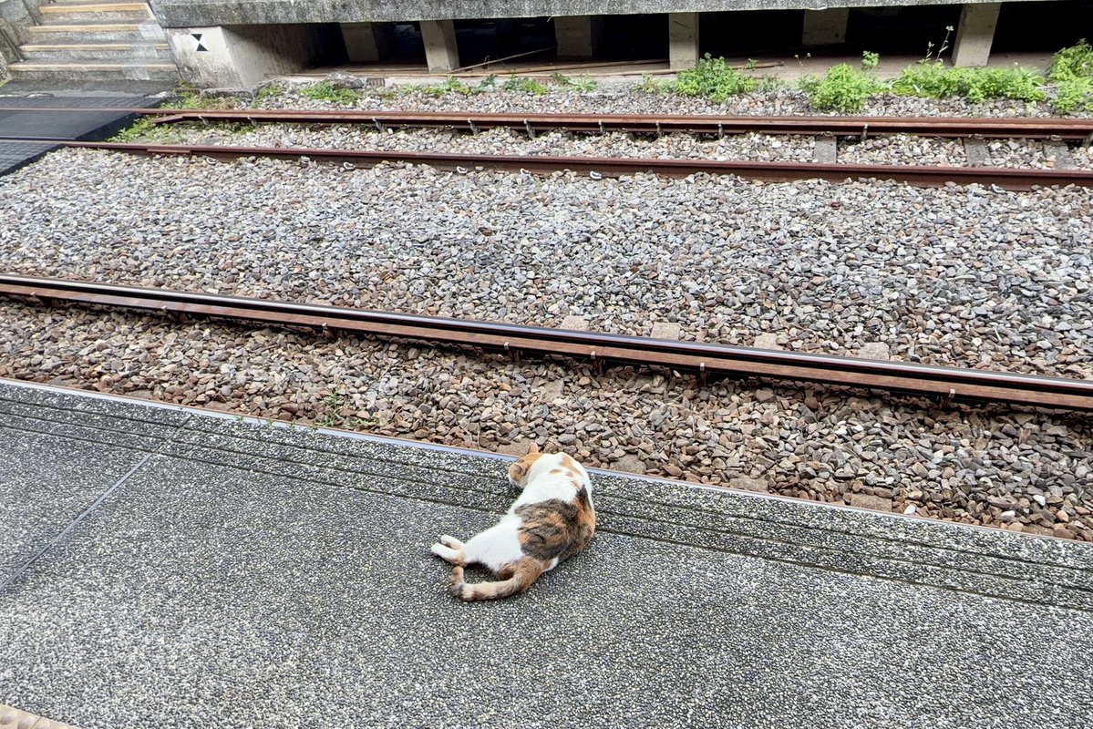 Ai_3148's tweet photo. 十分駅でも普通にホームに猫が寝てる😂 https://t.co/muv1LlWAre