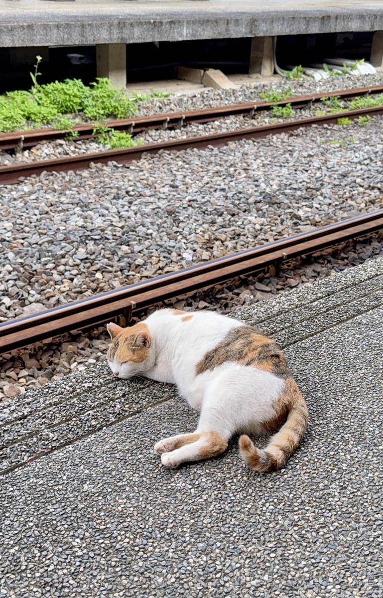 Ai_3148's tweet photo. 十分駅でも普通にホームに猫が寝てる😂 https://t.co/muv1LlWAre