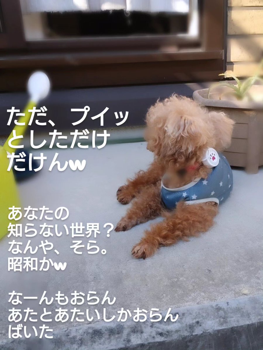 E8Saya's tweet photo. #夏の日の2026

#日陰ぼっこ中💦

今年ん夏も暑かばいたー☀

ばってん、
飼い主はちょっと涼しくならしたごたる😂

飼い主は、あなたの
知らない世界とか言って、怖がっとったばってん、ただ、プイッ
としただけだけんねw

残念ばってん、
なーんもおらん

#犬の一言日記
#方言
#元保護犬
RescuedDog https://t.co/B9pJhL35dq