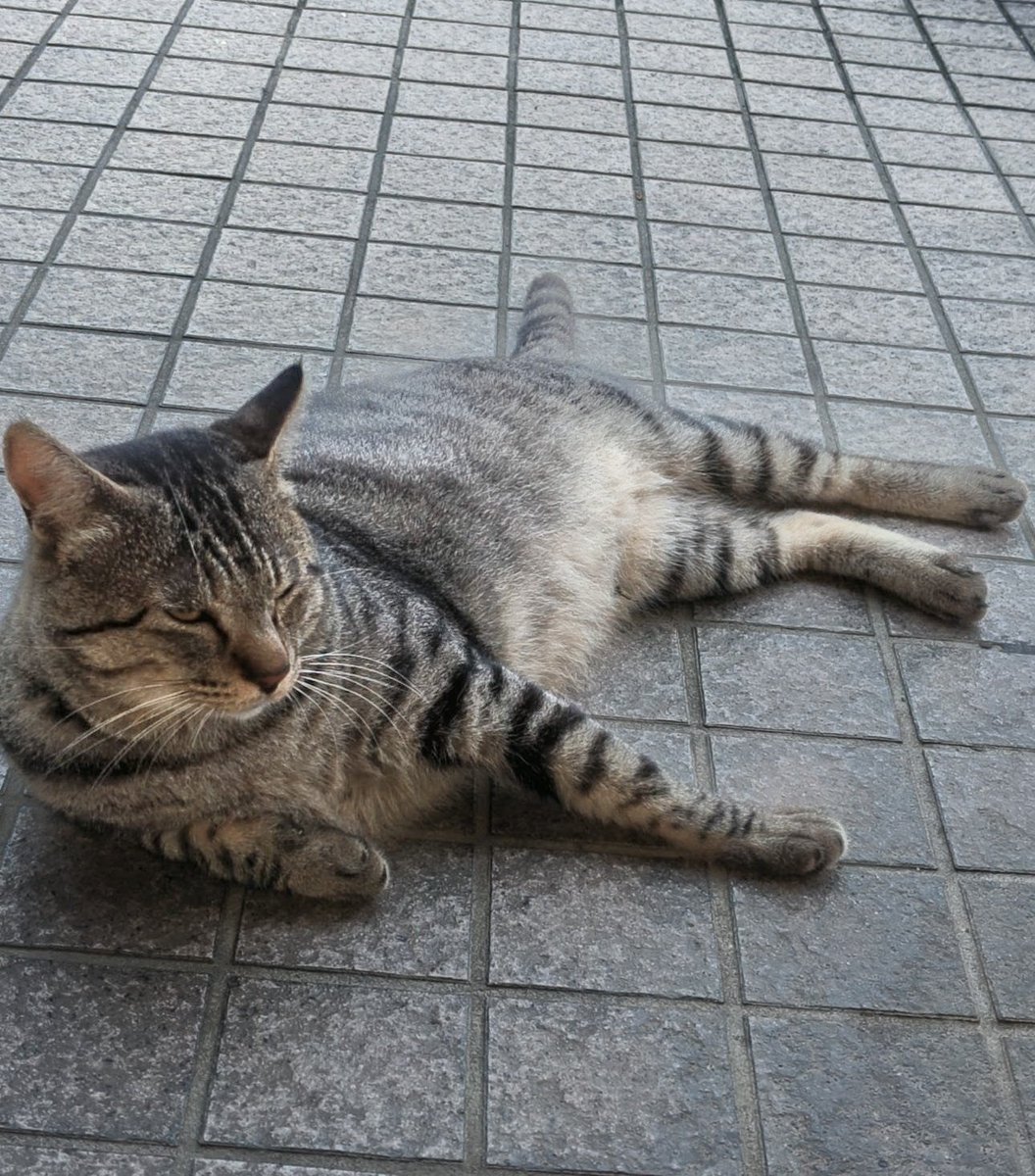 bad_bad9's tweet photo. いつも群馬トラックステーションの玄関前に居る野良猫 https://t.co/7RiAHOl6zv