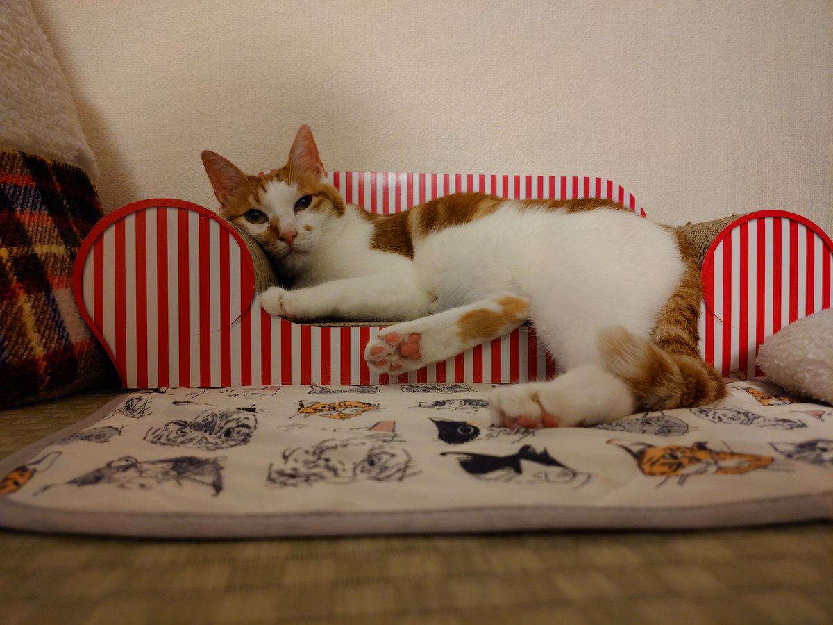 chatathecat2020's tweet photo. 夕飯食べ終えて満足な坊ちゃま
#茶白猫 #猫のいる暮らし #猫のいる生活 https://t.co/eAZZvGEuvA