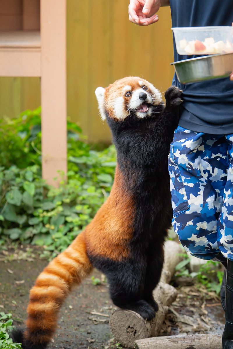 Run_RedPanda's tweet photo. \\ 早くりんごちょうだい〜🍎😊 //

📸2026.7

#八景島シーパラダイス 
#レッサーパンダ 
#RedPanda
 #小熊猫 
#アンコ https://t.co/AiV0azdWsF