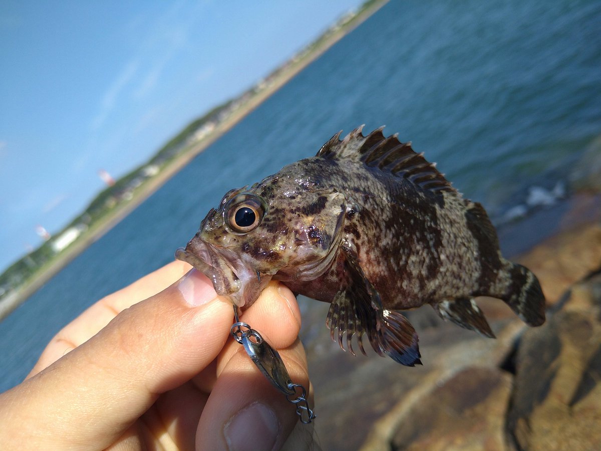 Hituzimoe's tweet photo. 釣りに行ってきました。
ダイソースプーンで謎の根魚が釣れました(⁠≧⁠▽⁠≦⁠)
この子はソイでしょうか??
カサゴとは少し違うような気が…

#釣り https://t.co/C0MkbjZ6Z1