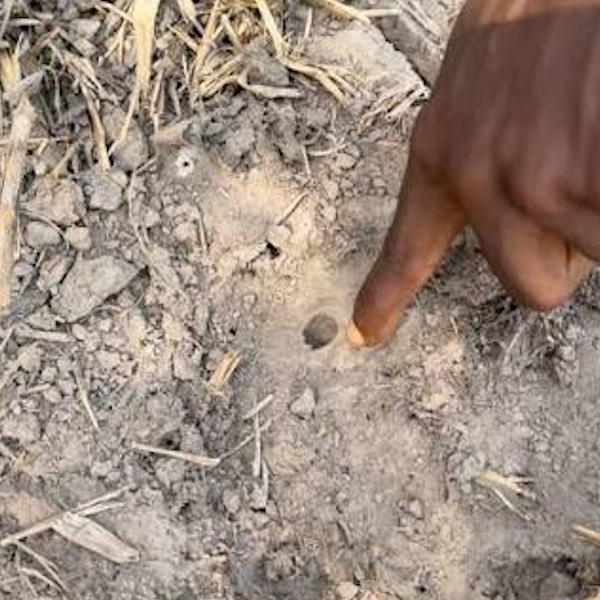 AMAZlNGNATURE's tweet photo. This fish can survive for years without water

African lungfish bury themselves in mud, breathe air, and wait for the rains to return before becoming active again https://t.co/snGC2rTztJ