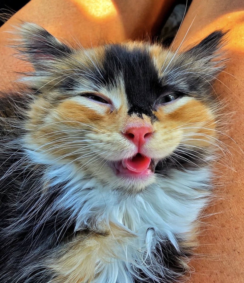nathanwontmiss's tweet photo. If people don't like you, it's okay.
If cats don't like you.
Then it's time for self-reflection. https://t.co/vHzhW6HlNs