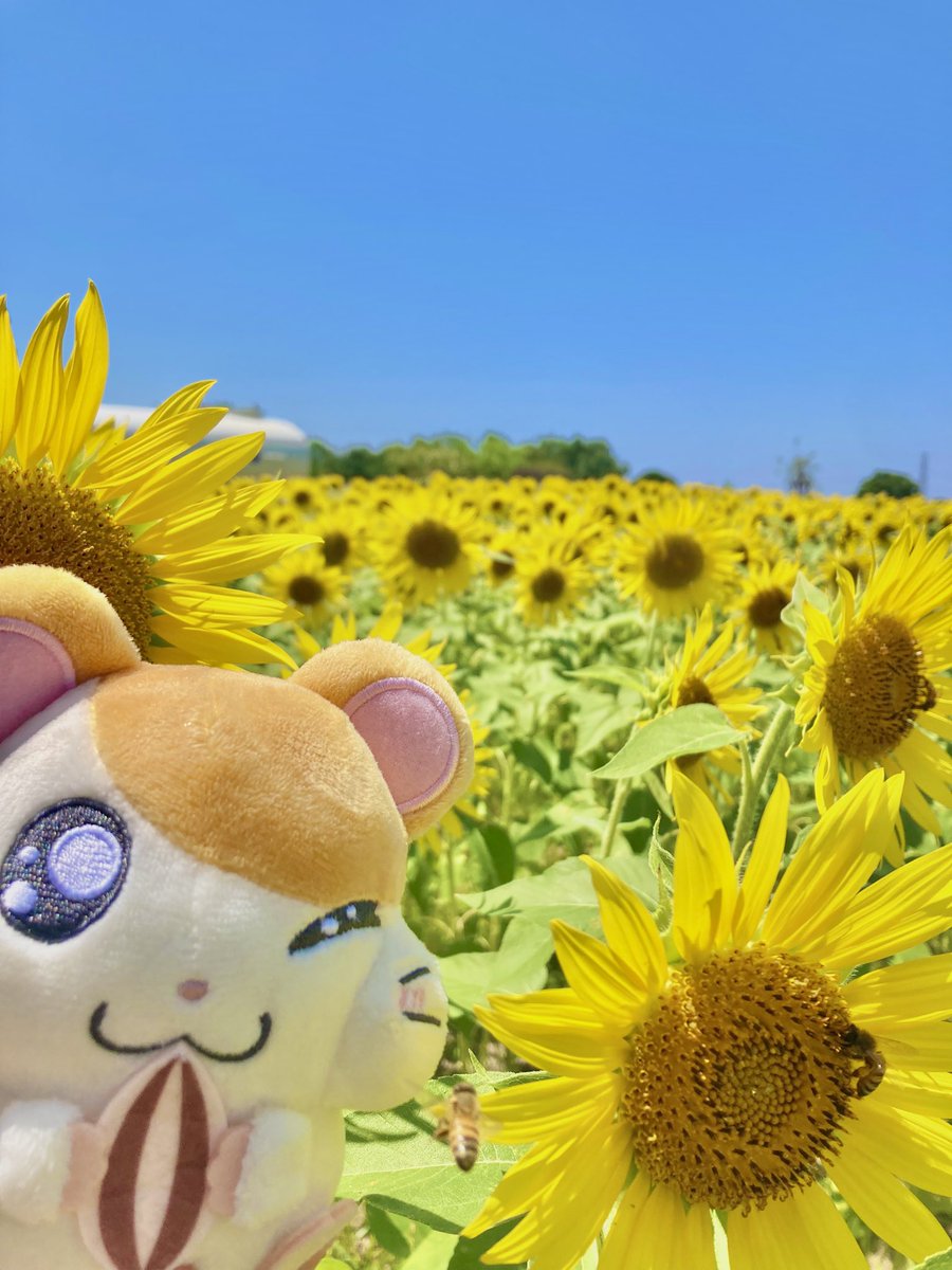 kbtmung's tweet photo. 🌻 https://t.co/5B45enQMke