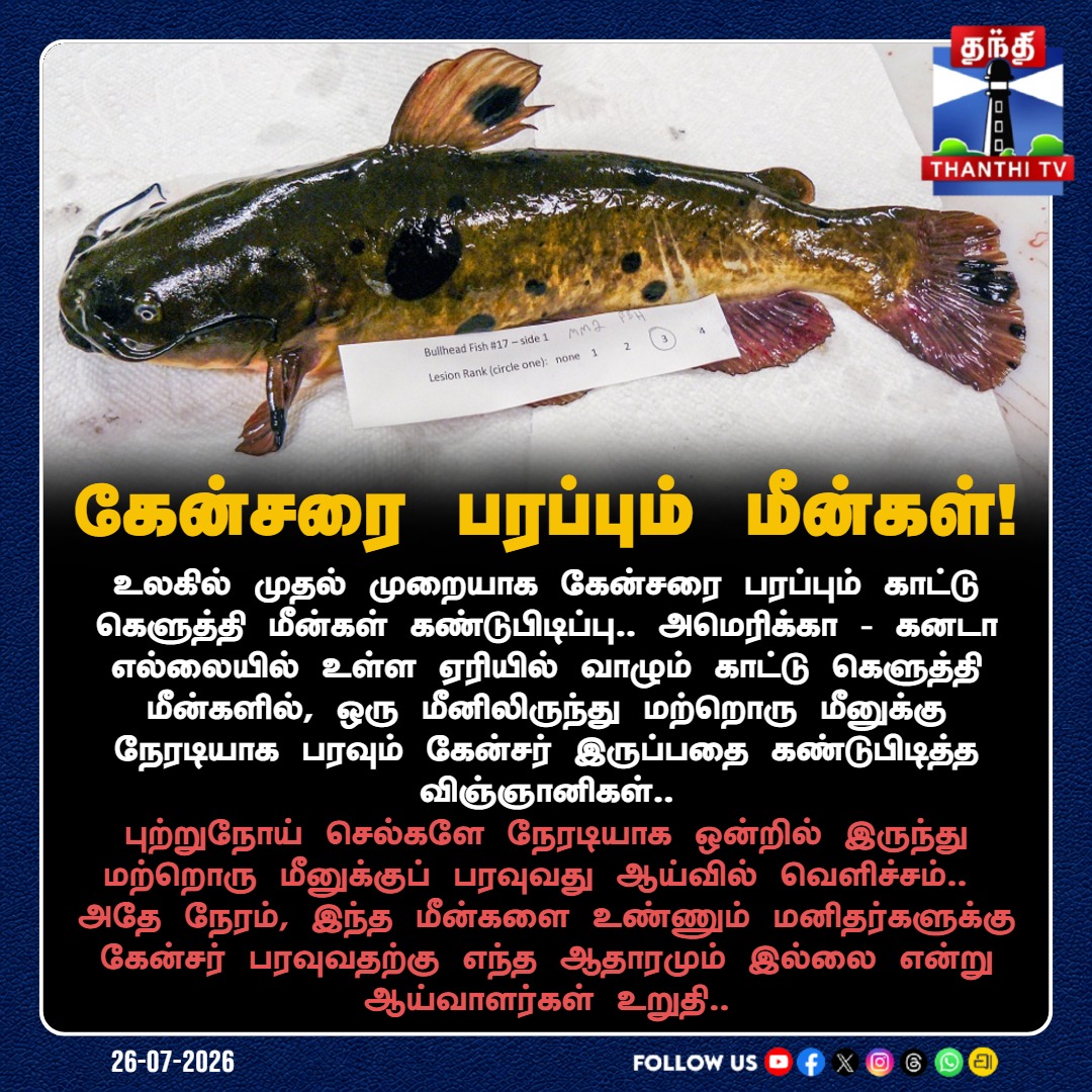 ThanthiTV's tweet photo. உலகில் முதல் முறை: கேன்சரை பரப்பும் காட்டு கெளுத்தி மீன்கள் கண்டுபிடிப்பு!

#CatFish #CancerResearch #ScienceNews #WorldNews #ThanthiTV https://t.co/EBgcfvaf1v